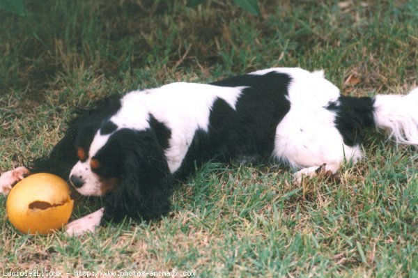 Photo de Cavalier king charles spaniel