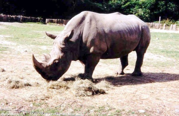 Photo de Rhinocros