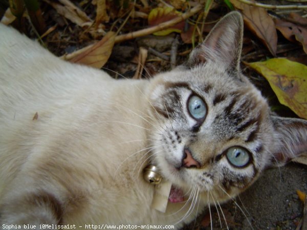 Photo de Chat domestique