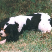 Photo de Cavalier king charles spaniel