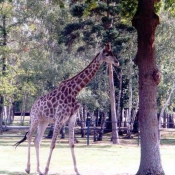 Photo de Girafe