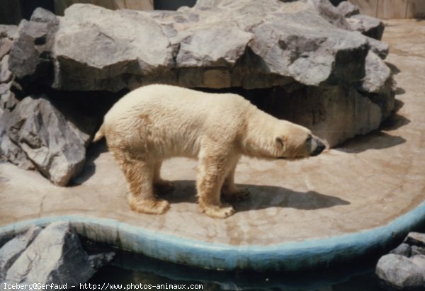 Photo d'Ours