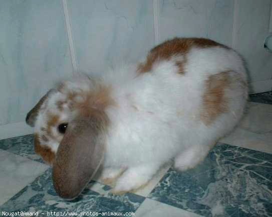 Photo de Lapin