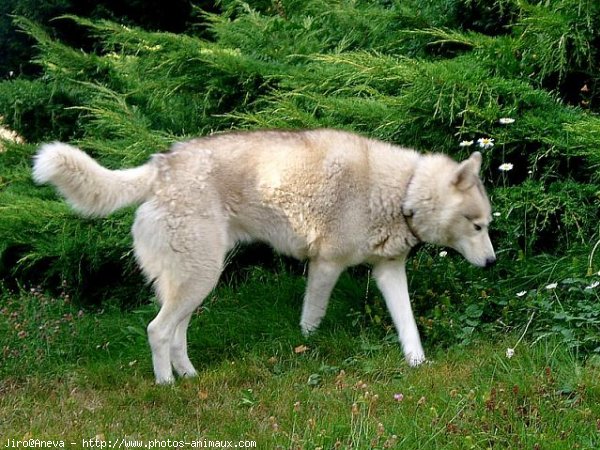 Photo de Husky siberien