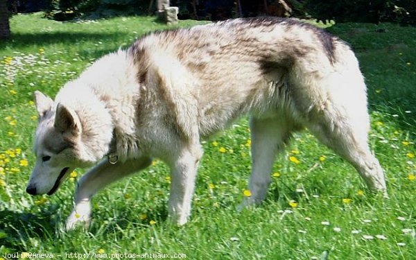 Photo de Husky siberien