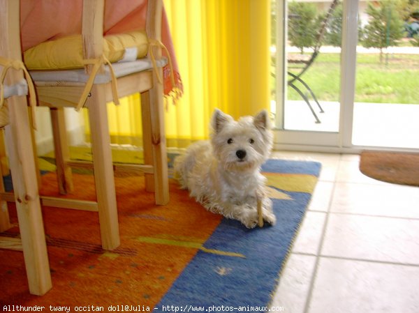 Photo de West highland white terrier