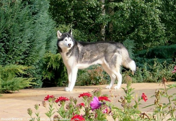 Photo de Husky siberien