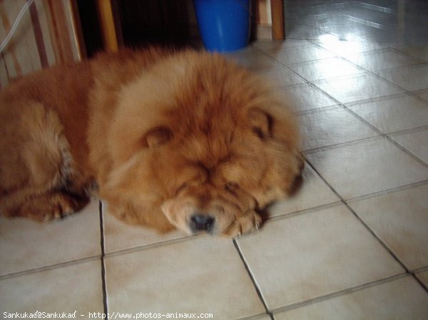 Photo de Chow chow