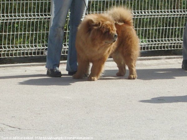 Photo de Chow chow