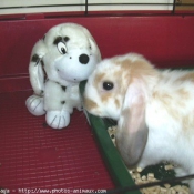 Photo de Lapin