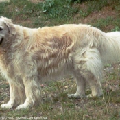 Photo de Golden retriever