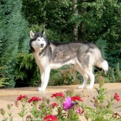 Photo de Husky siberien