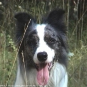 Photo de Border collie