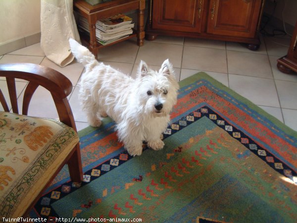 Photo de West highland white terrier