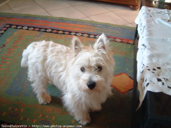 Photo de West highland white terrier