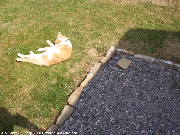 Photo de Chat domestique