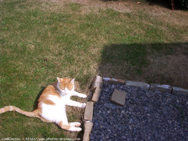 Photo de Chat domestique