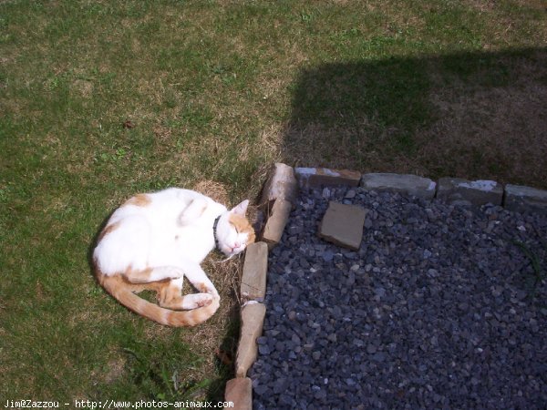 Photo de Chat domestique