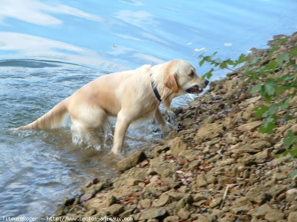 Photo de Golden retriever