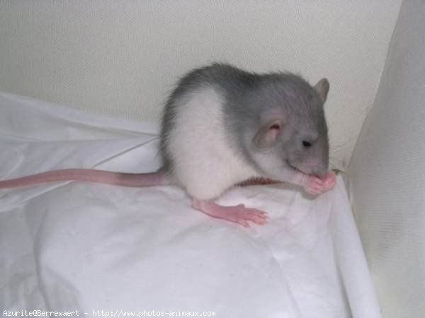 Photo de Rat