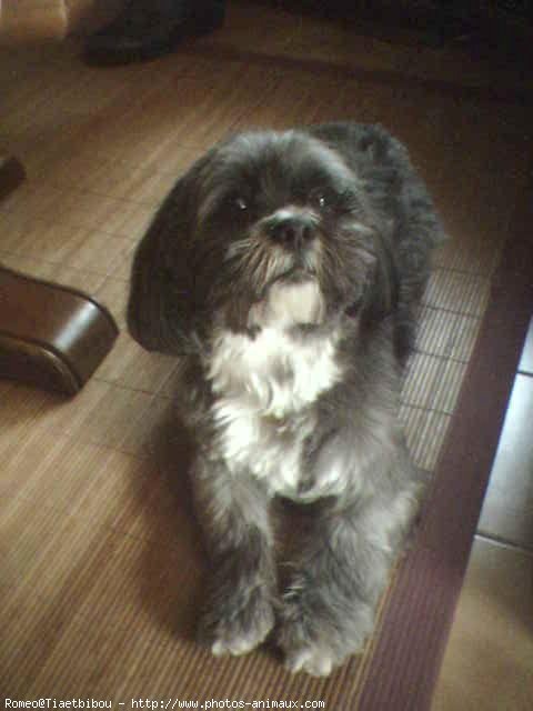 Photo de Lhassa apso