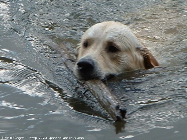 Photo de Golden retriever