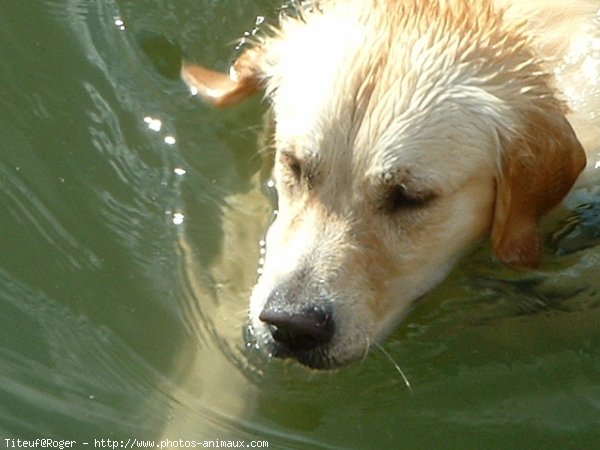 Photo de Golden retriever