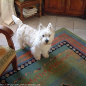 Photo de West highland white terrier