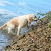 Photo de Golden retriever