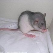 Photo de Rat