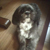 Photo de Lhassa apso