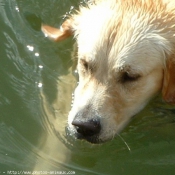 Photo de Golden retriever