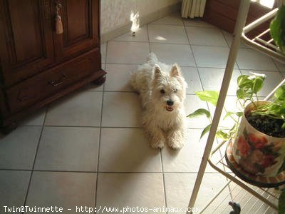 Photo de West highland white terrier