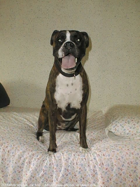 Photo de Boxer