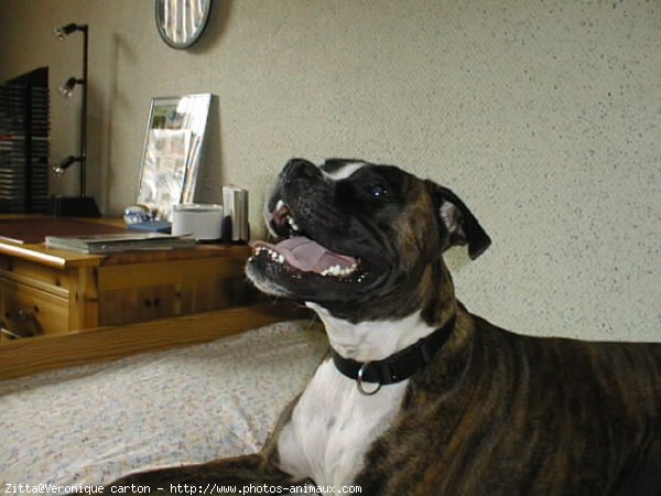 Photo de Boxer