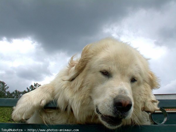 Photo de Chien de montagne des pyrnes