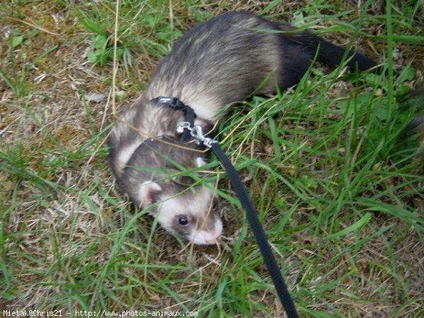 Photo de Furet