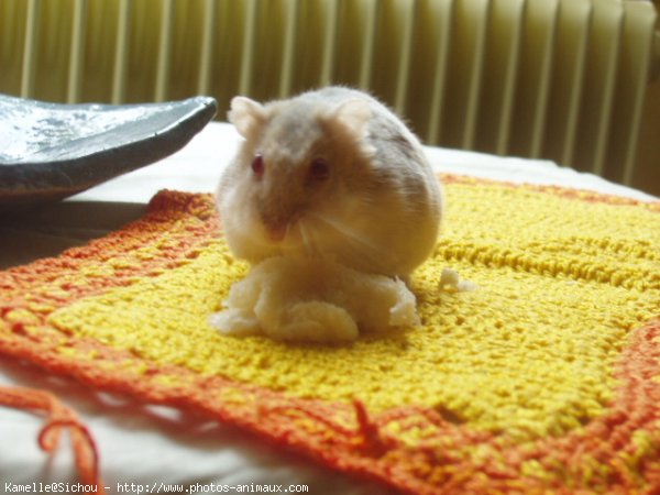 Photo de Hamster