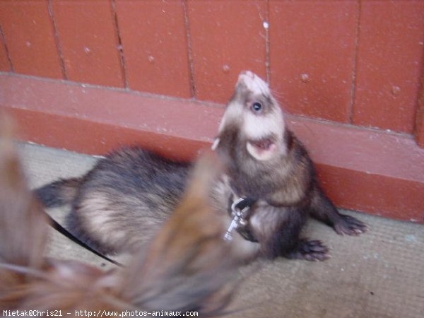 Photo de Furet