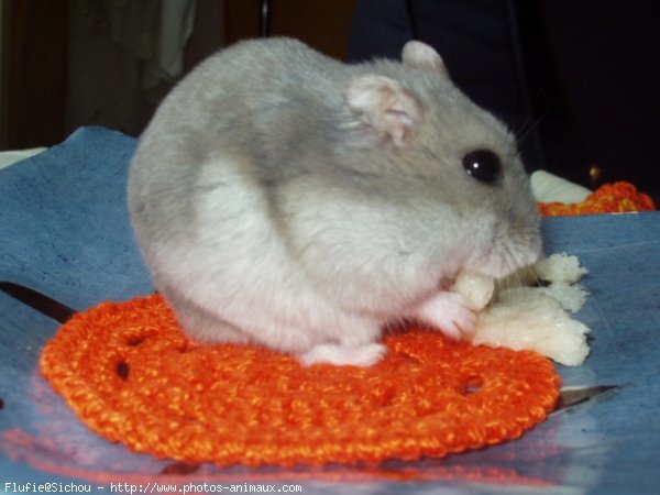 Photo de Hamster