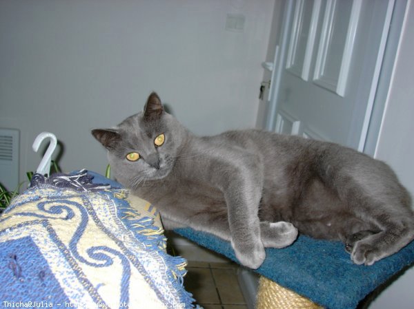 Photo de Chartreux