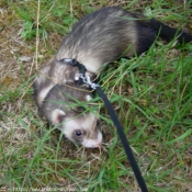 Photo de Furet