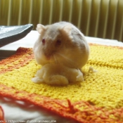 Photo de Hamster