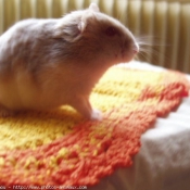 Photo de Hamster