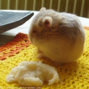 Photo de Hamster