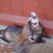 Photo de Furet