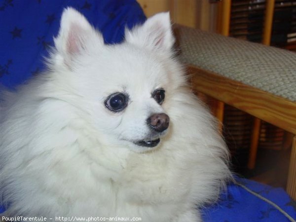 Photo de Spitz moyen