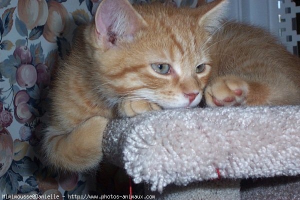 Photo de Chat domestique