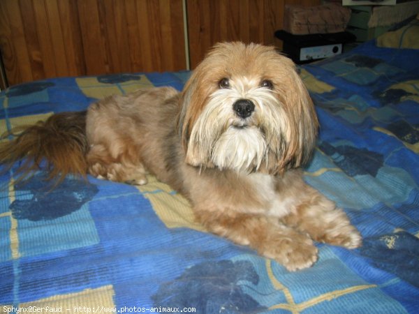 Photo de Lhassa apso