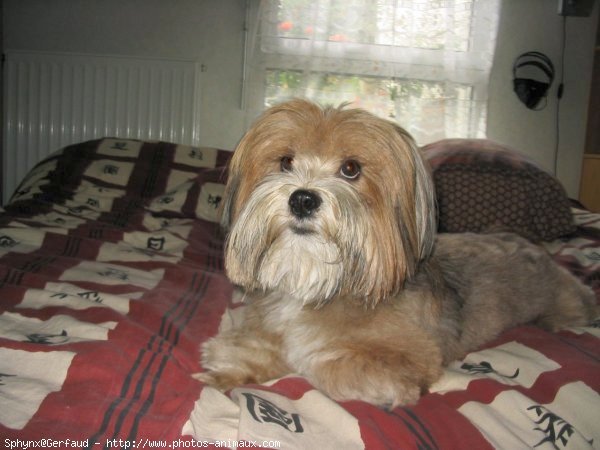 Photo de Lhassa apso